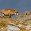 Liska obecna - Vulpes vulpes - Red Fox 2060